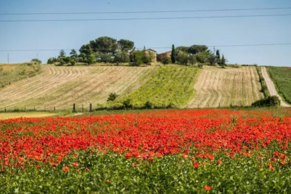 A poppy field in front of a farmhouse
