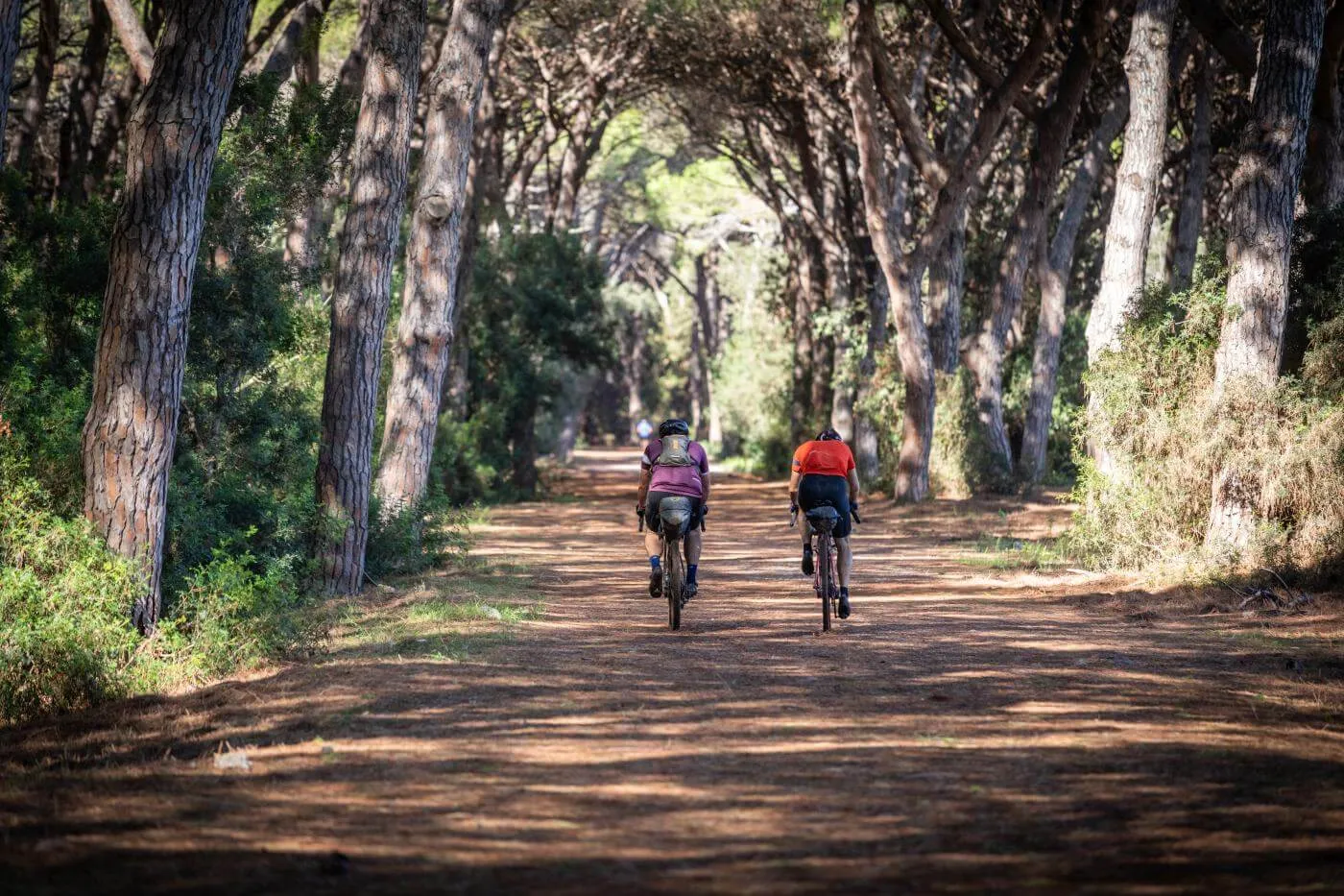 A rider in an avenue of pines