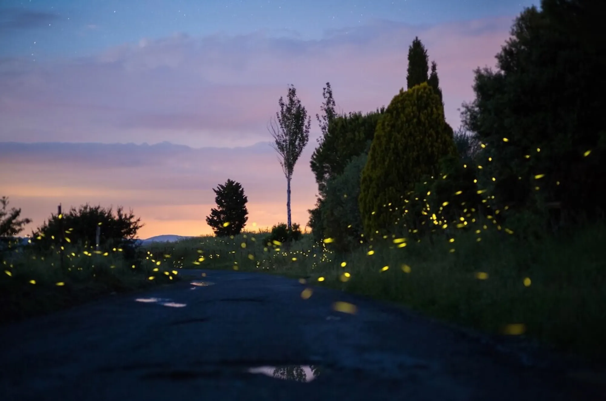 Una strada al tramonto fra i cipressi, con le lucciole accese